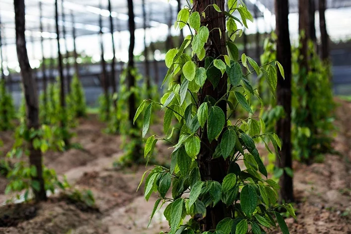 Kampot pepper plantation tour